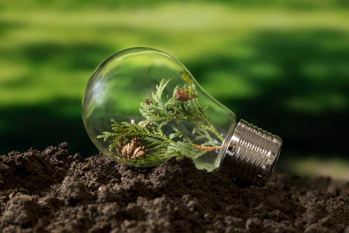 Żarówka leżąca na ziemi z roślinami w środku